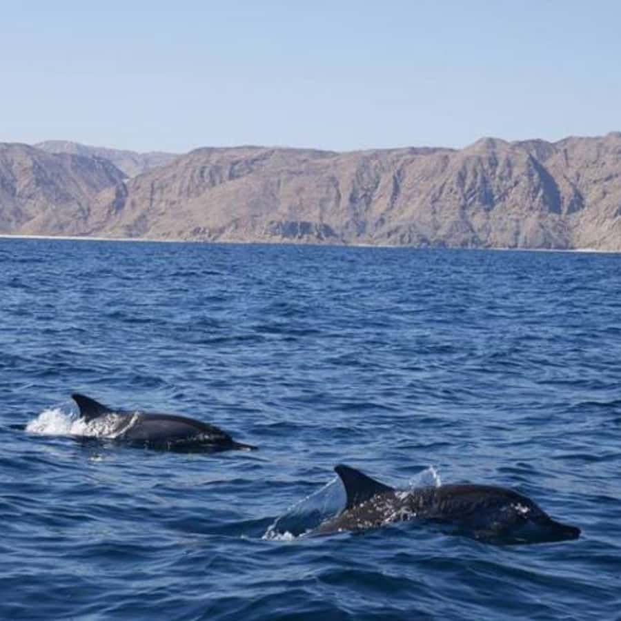 Muscat: Dolphin Watching Boat Trip with Snacks & Local Guide - Picking the Best Time Slot, 8:00 or 10:00