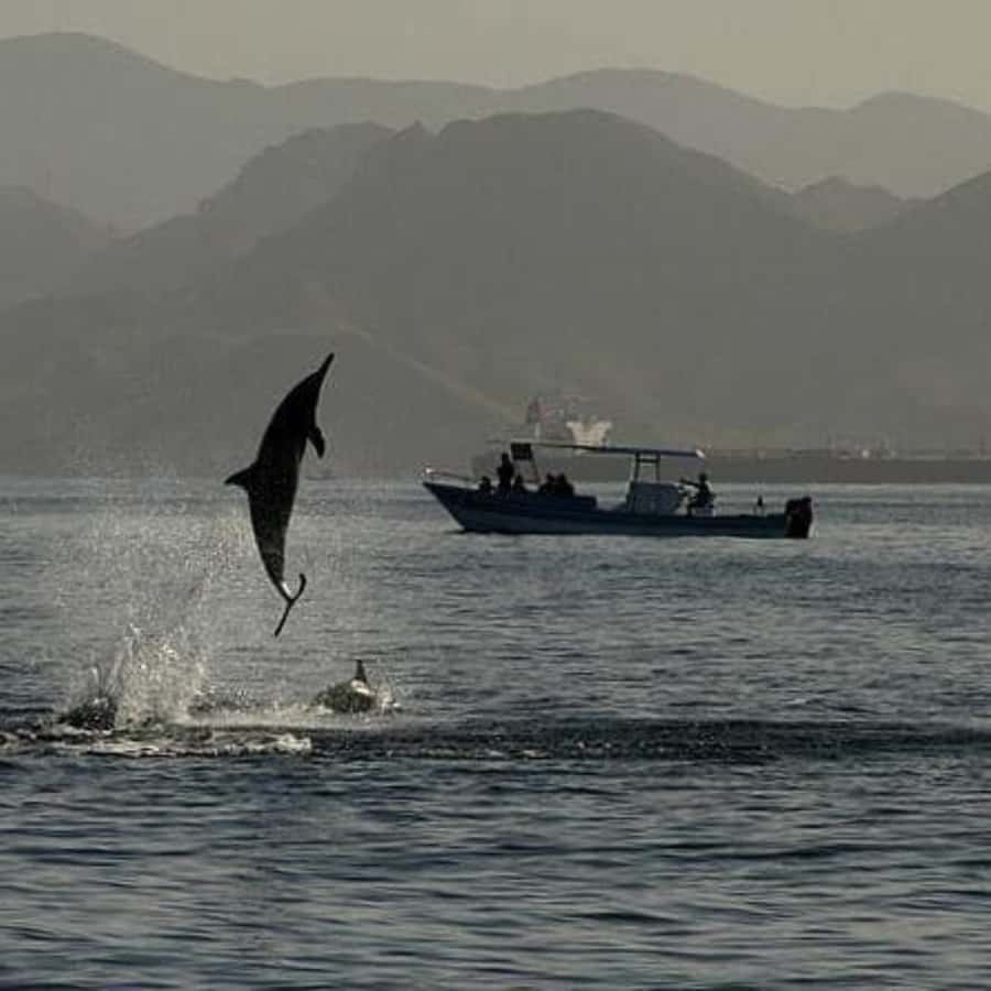 Muscat: Dolphin Watching Boat Trip with Snacks & Local Guide - Where To Sit on the Boat for Better Dolphin Action