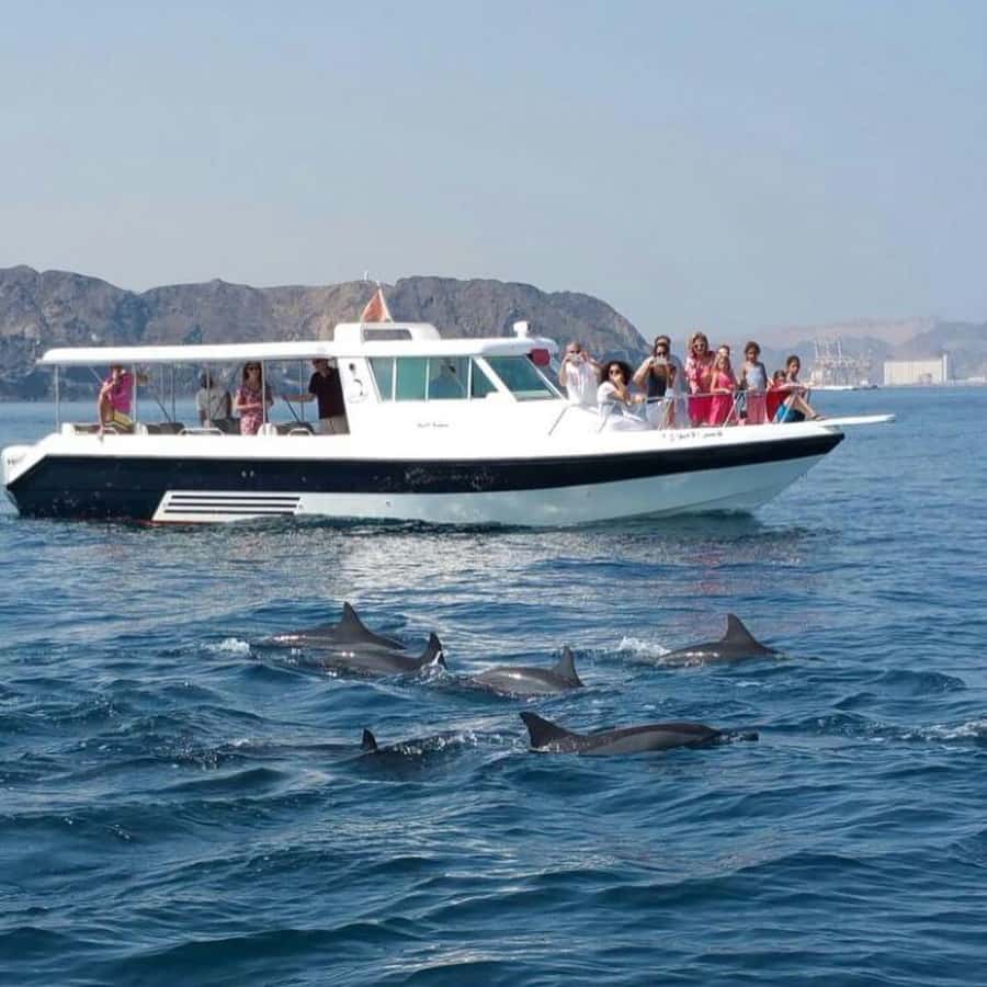 Muscat Dolphin Watching & Coastal Sightseeing Tour - Dolphins off Muscat, why it feels special