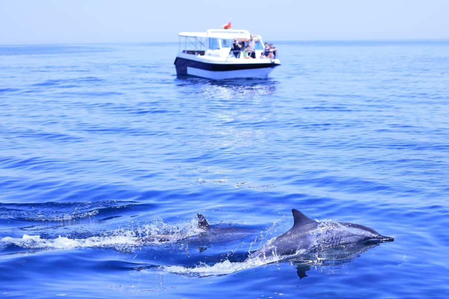 Muscat Dolphin Watching & Coastal Sightseeing Tour - What dolphin watching is like on a fast speedboat