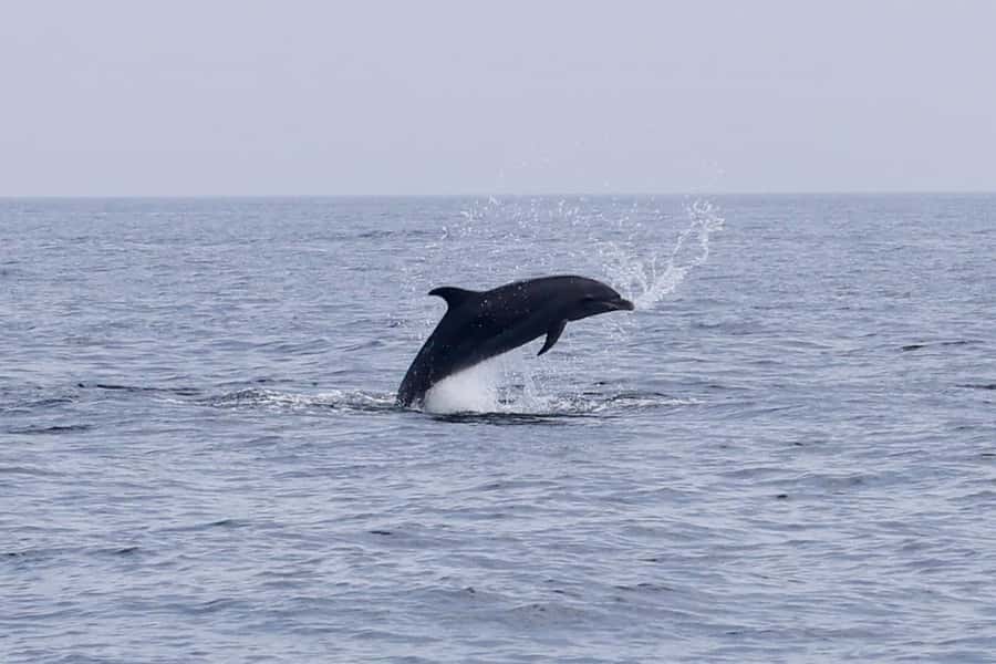 Muscat Dolphin Watching & Coastal Sightseeing Tour - Value for $35: what you get, what you should plan around