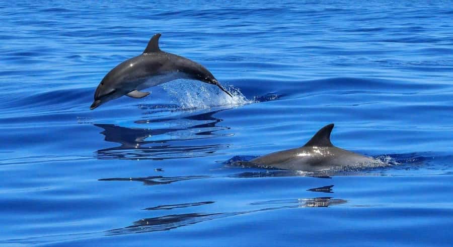 Muscat Dolphin Watching & Coastal Sightseeing Tour - The 2-hour flow, from pickup to speedboat and back