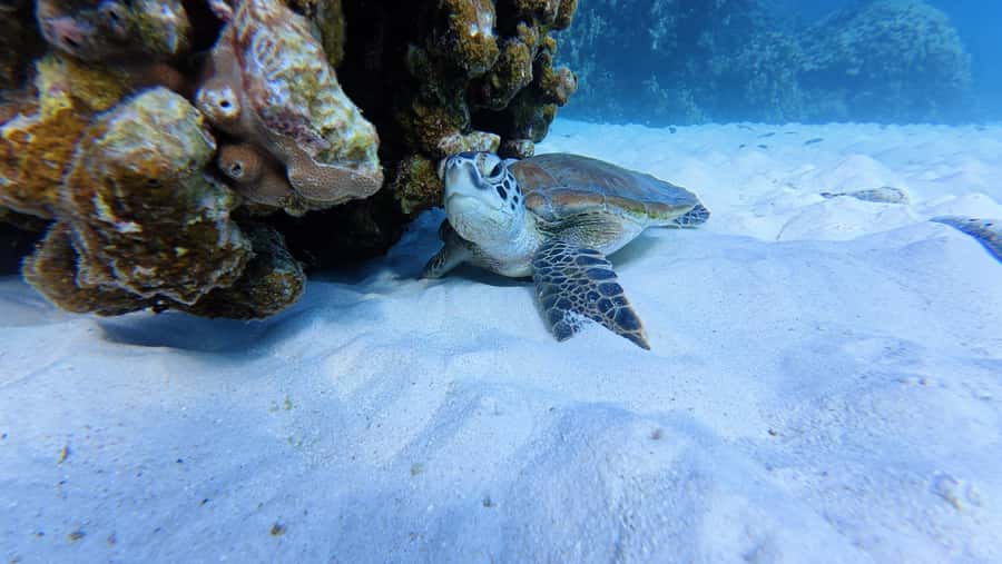 Muscat Oman: Snorkeling adventure to Daymaniyat Island - From Al Mouj Marina to Daymaniyat, fast and well-run