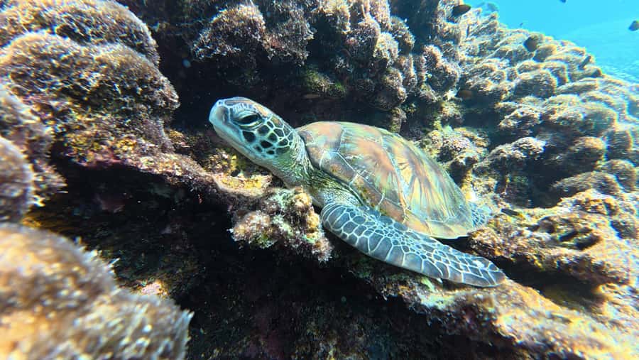 Muscat Oman: Snorkeling adventure to Daymaniyat Island - The comfortable speedboat, and why it matters more than you think