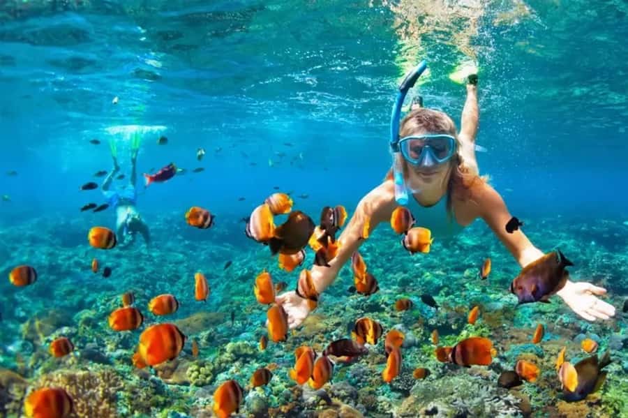 Muscat: Snorkeling and Dolphin Watching Tour - On the Water: How Dolphin Watching Fits Into the 3 Hours