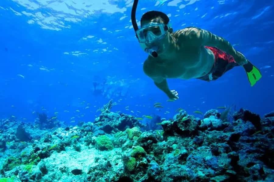 Muscat: Snorkeling and Dolphin Watching Tour - Swimming and Snorkeling: Included Gear, Real Water Time