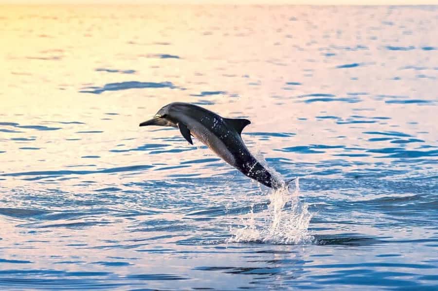 Muscat: Snorkeling and Dolphin Watching Tour - The Coach Ride: 30 Minutes That Set the Pace
