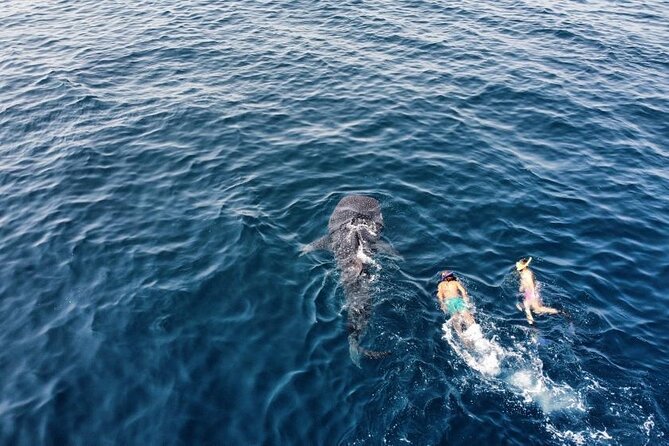 Muscat Snorkeling Trip to Daymaniyat Islands with BBQ lunch - Meet at Al Mouj, Get Your Gear, Then Relax Into the Morning