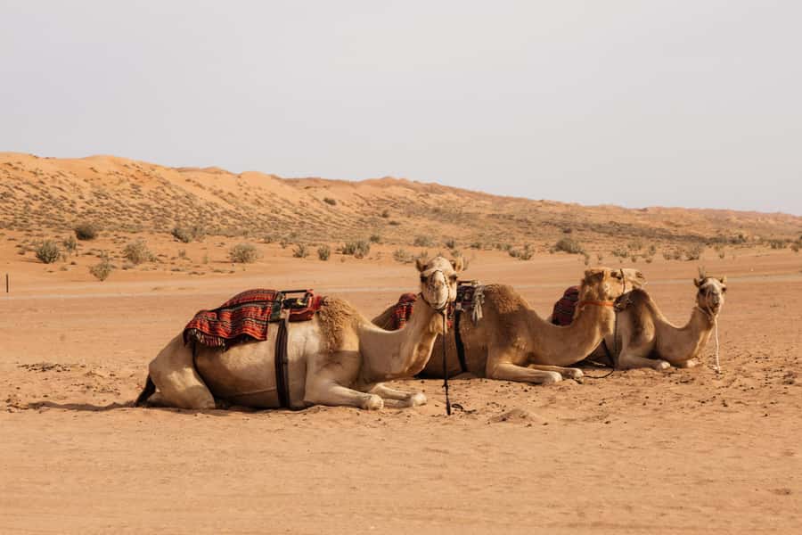Muscat: Wadi Bani Khalid Oasis & Oman Desert Tour - Lunch Near the Wadi: A Simple Break That Keeps the Day Moving