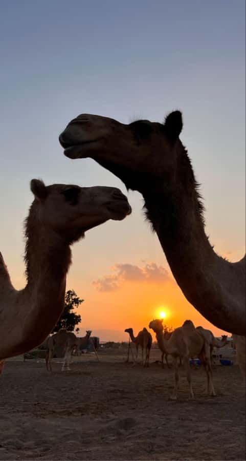 Muscat: Wadi Bani Khalid & Sunset at Wahiba Sands - What to Bring and What to Skip for a Comfortable Day