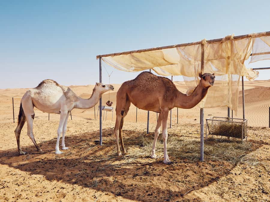 Muscat: Wahiba Sands Desert Sunset Tour with Dinner - Why Wahiba Sands feels different when you go by 4x4