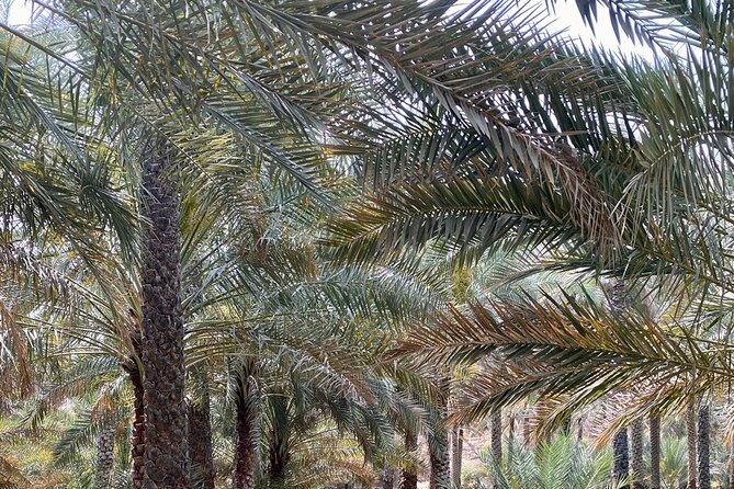 Old Nizwa authentic walks - What Makes This Tour Worth the $60 Price