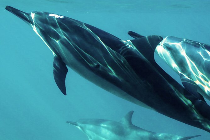 Oman Dolphin Watching Tours - Key things I’d circle before you go