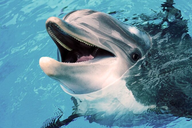 Oman Dolphin Watching Tours - Value Check: Is $52.31 Worth It for Two Hours?