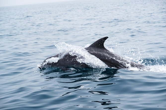 Oman Dolphin Watching Tours - Who This Tour Suits Best, and Who Should Consider Alternatives