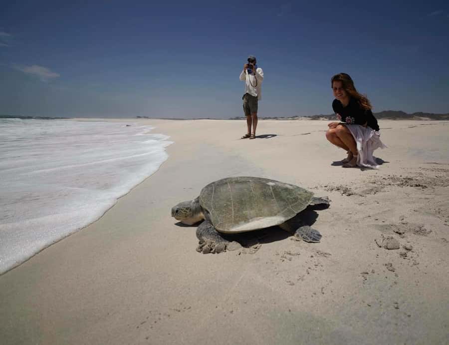 Oman: Jasmin Tour | 3 Days Private Package Tour - A 3-Day Private Circuit of Oman’s Mud Towns, Wadis, and Turtles