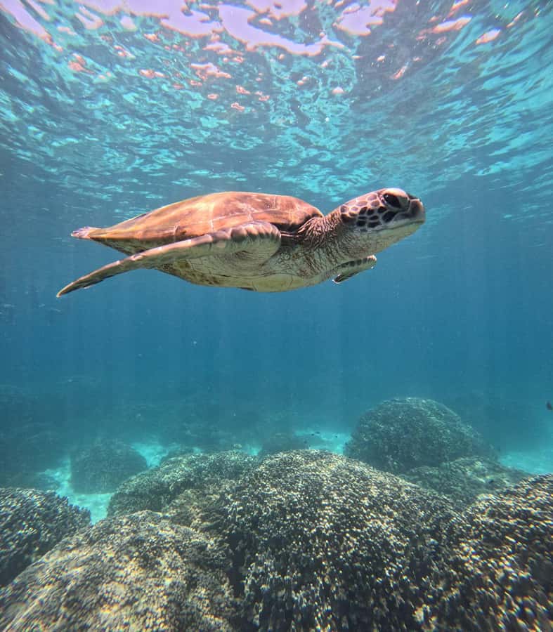 Oman: Snorkeling Trip at Daymaniyat Islands - Key things that make this Daymaniyat snorkeling trip worth your time