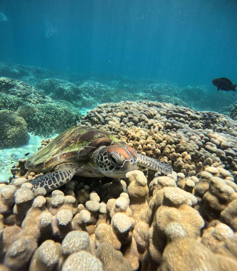 Oman: Snorkeling Trip at Daymaniyat Islands - Daymaniyat Islands Marine Reserve: why this snorkel trip works