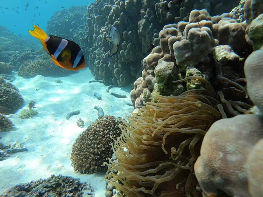 Oman: Snorkeling Trip at Daymaniyat Islands - The boat ride: shaded comfort and attentive crew