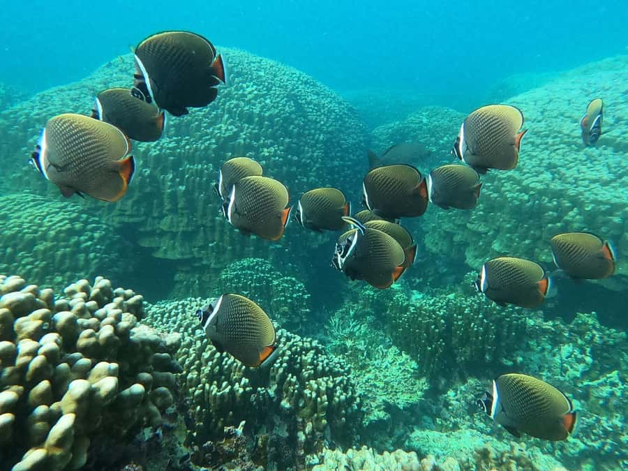 Oman: Snorkeling Trip at Daymaniyat Islands - Snorkeling at multiple Daymaniyat spots: turtles, fish, coral, and clear water