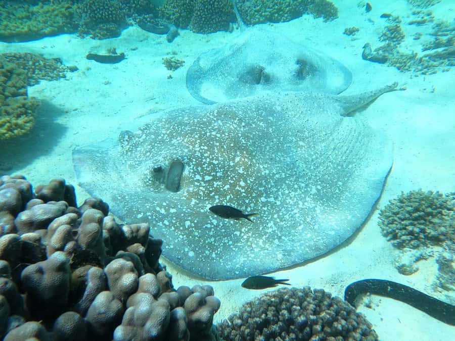 Oman: Snorkeling Trip at Daymaniyat Islands - What the islands look like from shore, and the seasonal beach rule