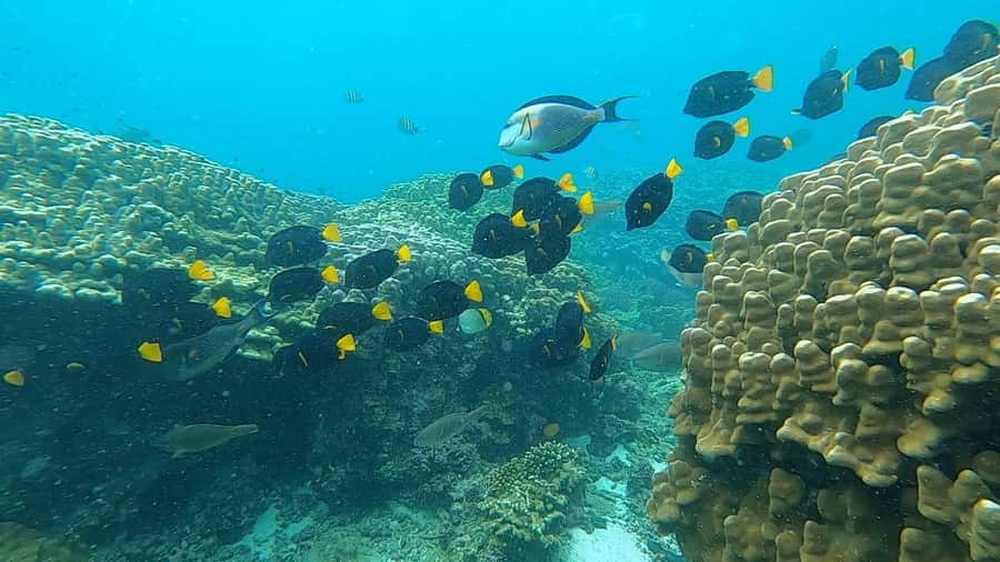 Oman: Snorkeling Trip at Daymaniyat Islands - The island view from the mountain: why land time can be worth it