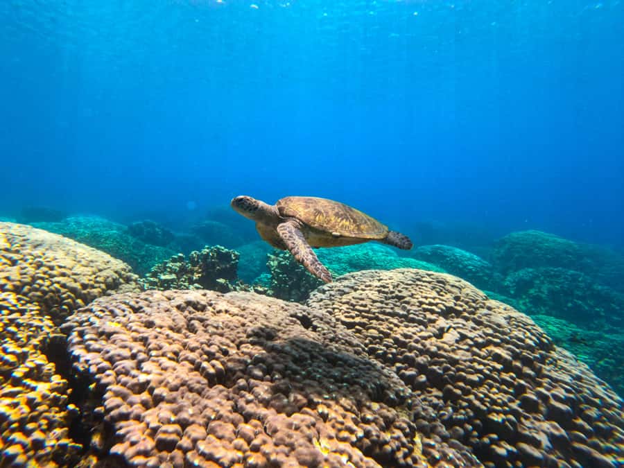Oman: Snorkeling Trip at Daymaniyat Islands - From the Oman Sea Tour meeting point to a 8:30 am start