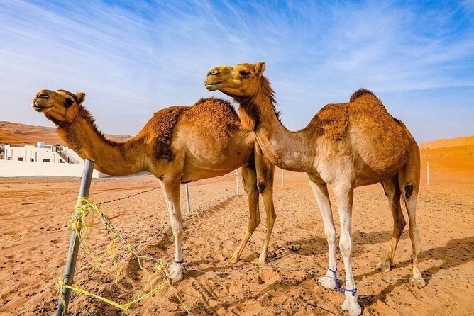 Private 2 Days 1 Night Wahiba Sands Desert and Wadi Bani Khalid Tour - Morning Sunrise, Breakfast, and the Ibra Souq Detour