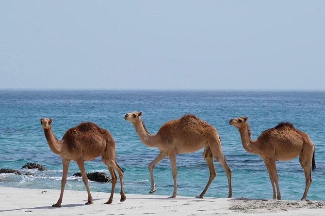 Private Caribian Orient (Swiming in Fazayeh Beach ) - Timing, Pickup, and How the Day Stays Simple