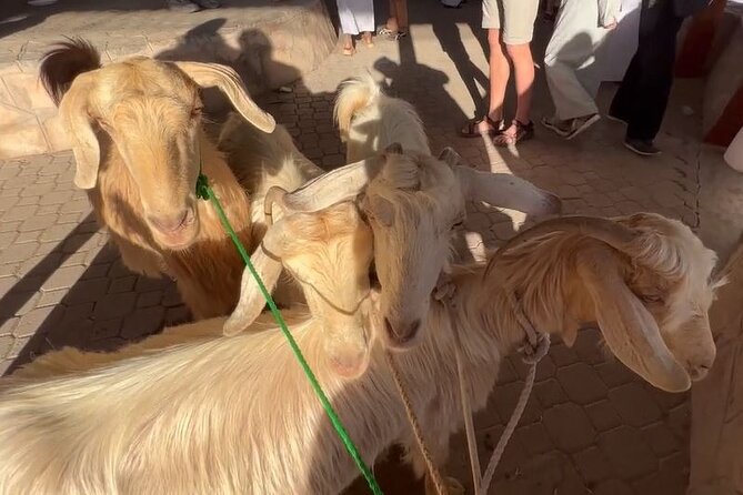 Private Friday Cattle Market-Nizwa and Jebel Akhdar-Full-Day Tour - Nizwa Fort: museum exhibits and the payoff view over old town