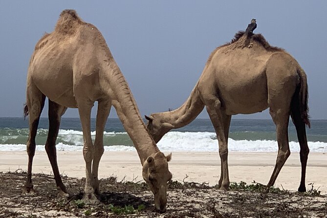 Private Guided Tour to West Beaches of Salalah - Stop 1: Marneef Cave, blowholes, and a possible Maghseel swim break