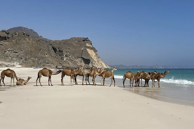 Private Guided Tour to West Beaches of Salalah - Getting to the coast in comfort: pickup, AC, and timing