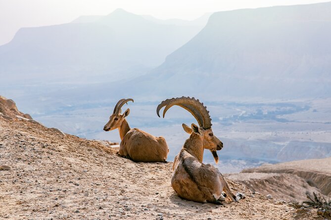 Private Muscat tour to the Grand Canyon Nizwa - Nizwa Fort and the souq: where crafts and architecture meet