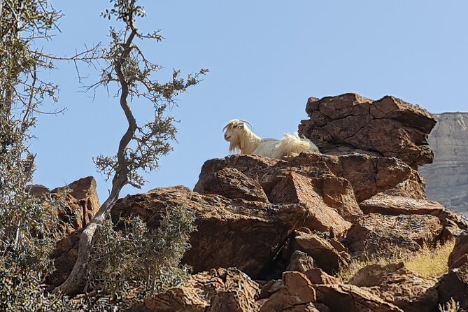 Private Overnight Jebel Shams Camping Tour - Transportation and Guide: 4WD Comfort and Photo-Helpful Local Expertise