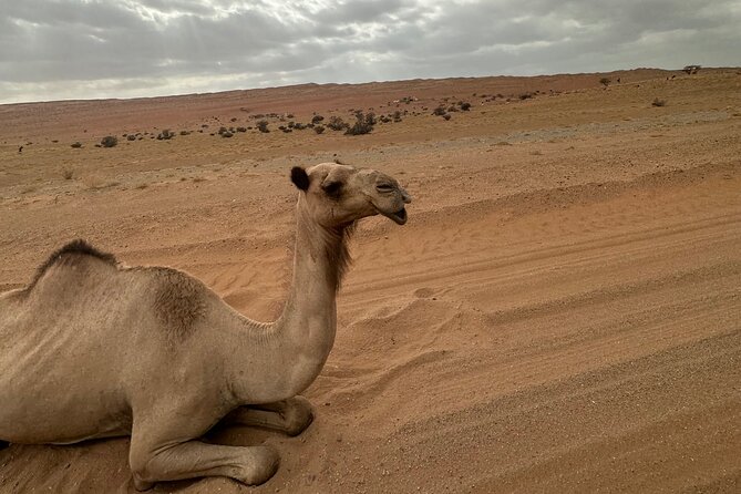Private Safari tour and Wadi in 4x4 with a local guide - A private 4x4 day that actually feels like Oman