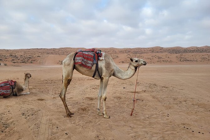 Private Safari tour and Wadi in 4x4 with a local guide - Price and value: what $603.96 buys for up to 4 people
