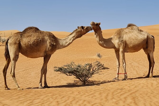 Private Transfer from Muscat to Wahiba Sand Desert by 4WD Vehicle - The Driver-Guide Factor: Comfortable Seats and Real Guidance