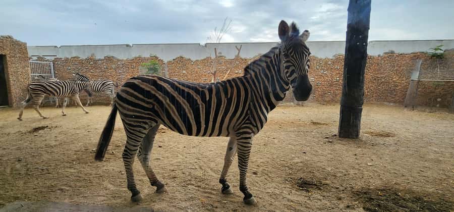 Safari World Zoo and Wahiba Sands with Sunset - Should you book this Wahiba Sands sunset safari with Safari World and dinner?