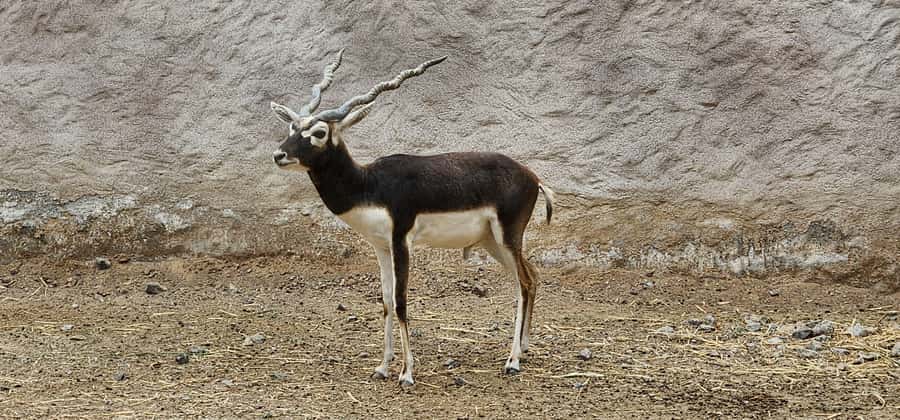 Safari World Zoo and Wahiba Sands with Sunset - FAQ