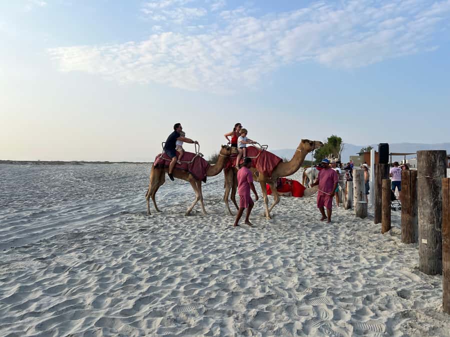 Salalah: Camel Riding on the Beach - A Sunset Camel Plod Along Salalah’s Indian Ocean Coast