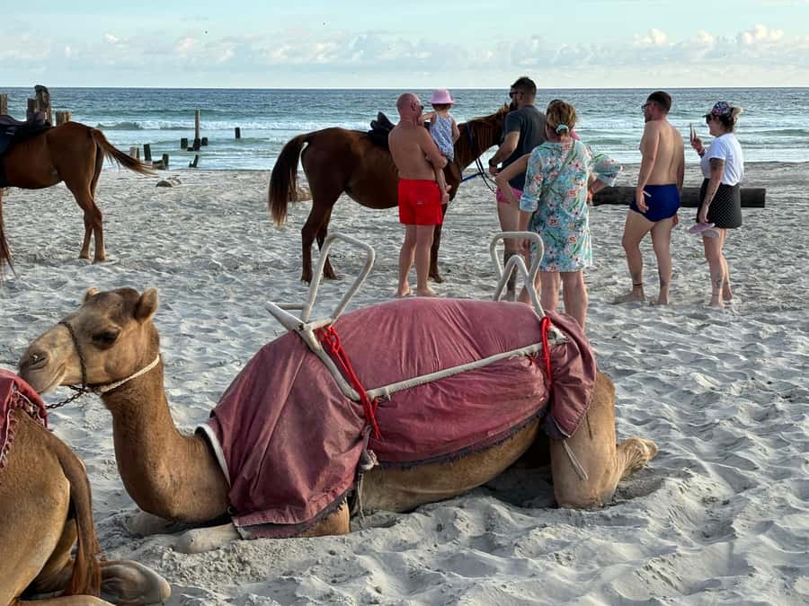 Salalah: Camel Riding on the Beach - Sunset Over the Ocean: Timing Tips That Make a Difference