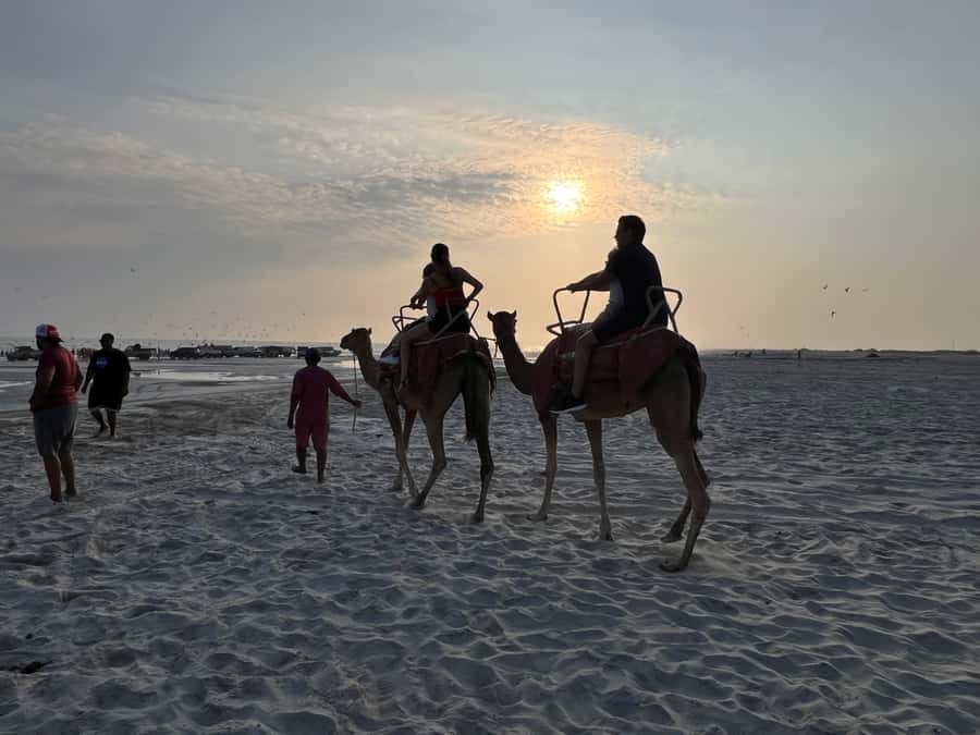 Salalah: Camel Riding on the Beach - Price and Ride Length: What $45 Buys You (and What to Confirm)