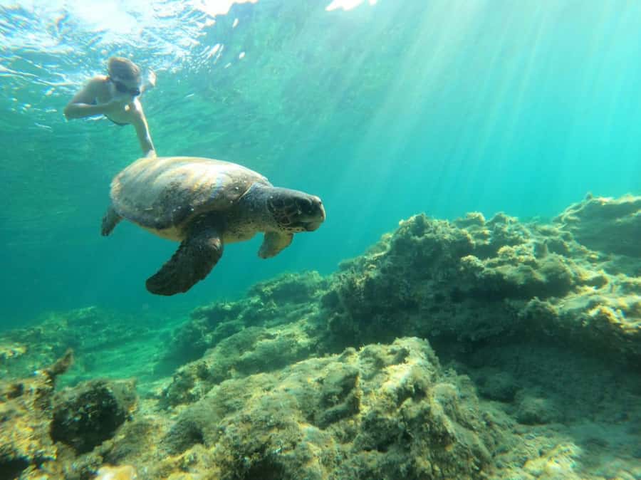Salalah: Discover Mirbat's Snorkeling Paradise Guided Tour - Key things to know before you go