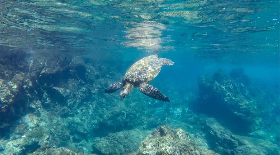Salalah: Discover Mirbat's Snorkeling Paradise Guided Tour - Price and what you really get for $97 in Salalah