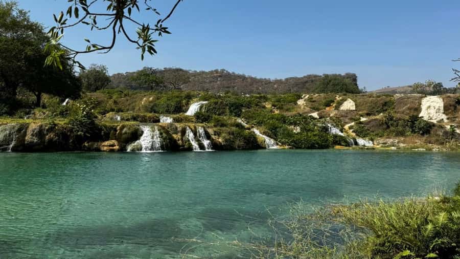 Salalah East Adventure: Waterfalls, Mountain & Safari - Baobab Trees near Salalah: the strange, quiet chapter