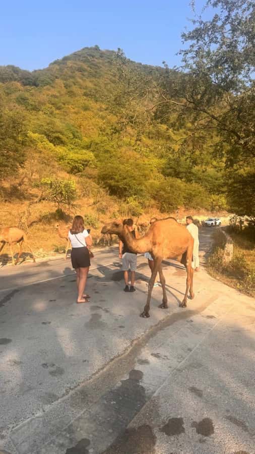 Salalah East Tour: Taqah , Darbat waterfall,camel's baobab - Taqah: A Break From Pure Scenery