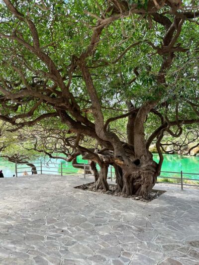 Half-Day Guided Tour to Wadi Darbat & Mount Samhan