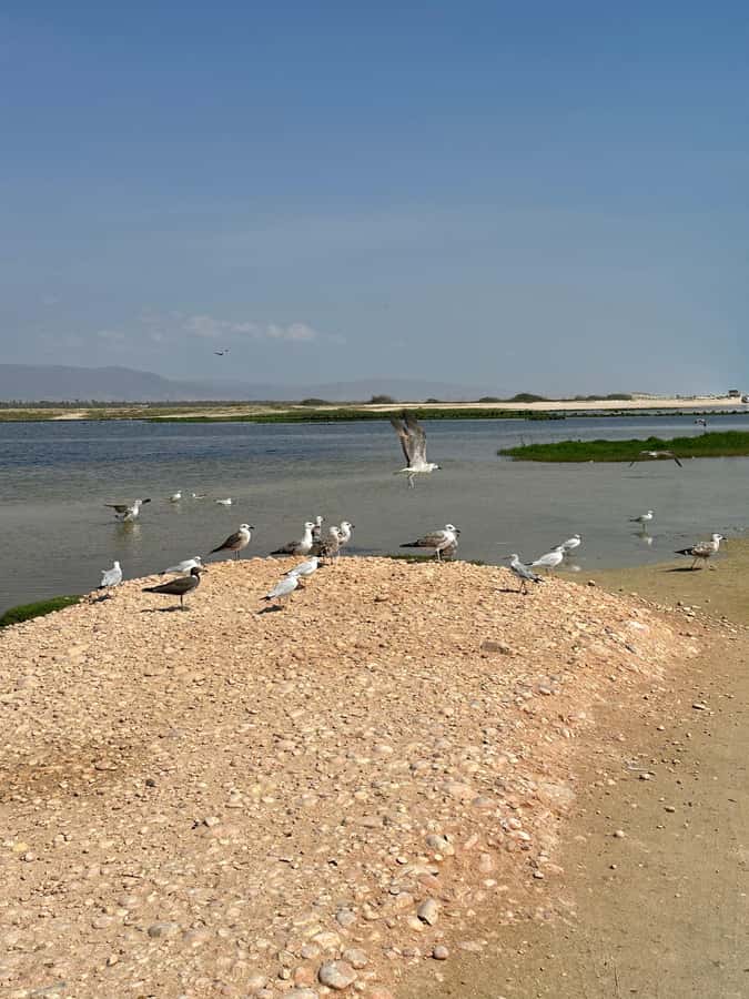 Salalah: Half-Day Guided Tour to Wadi Darbat & Mount Samhan - How the Guide Changes the Day (Salma, Hammed, Salim, Amin, Ahmed, and Ali Nawser)