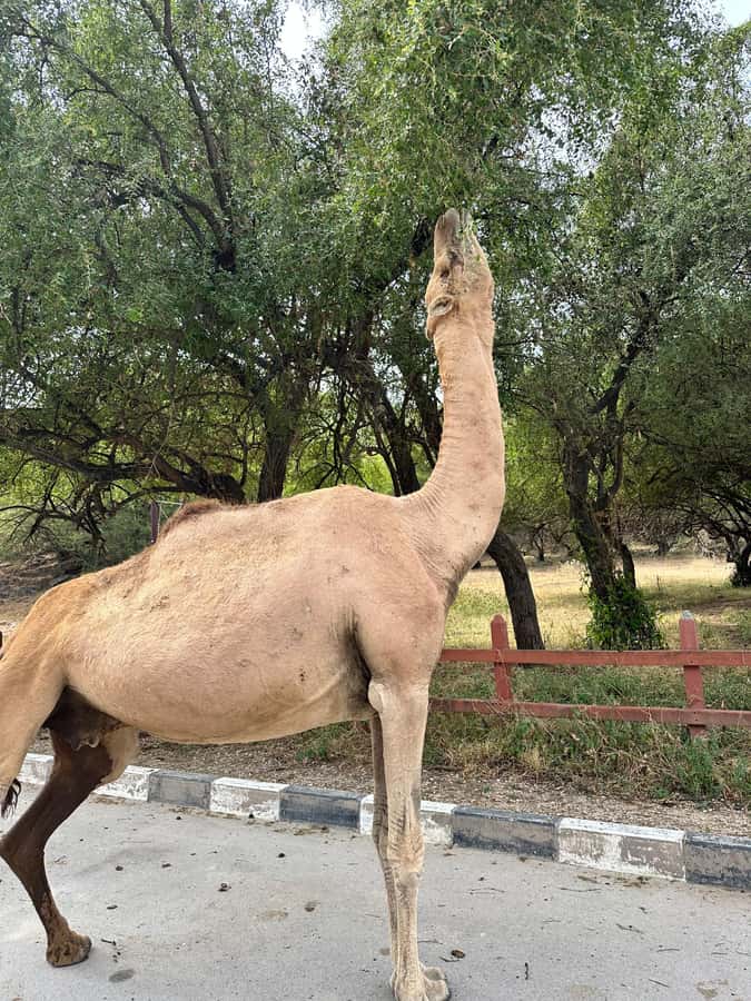 Salalah: Half-Day Guided Tour to Wadi Darbat & Mount Samhan - How This Tour Fits Different Travelers