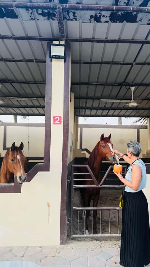 Salalah: Horse Riding by the Beach - The safety-first setup: small group, local guide, Arabian horse